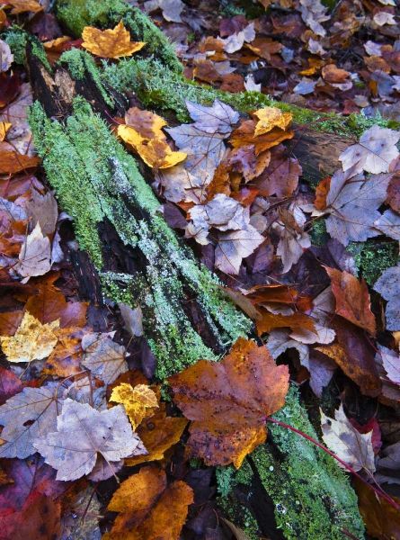 Fallen leaves and lichen log, Acadia NP, Maine